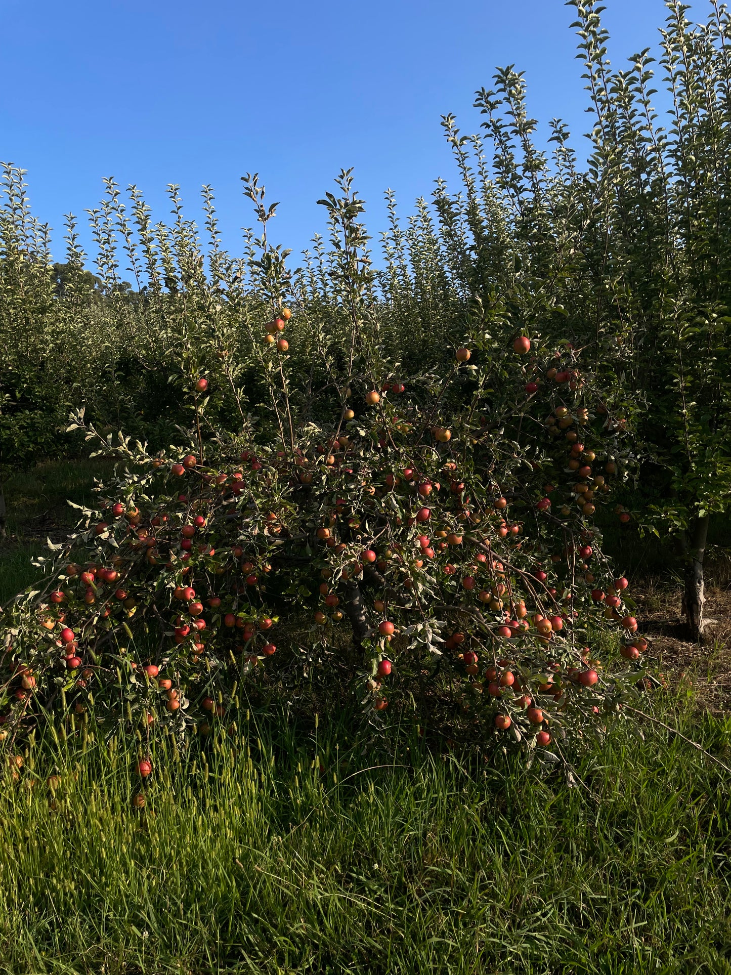 Roadcider 2024: Orange